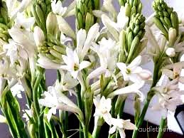 augmented_Polianthes tuberosa flower2_contrast_inc.jpeg